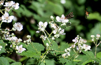 Himalayan Blackberry - Rubus armeniacus, Variable checkerspot - Euphydryas chalcedona