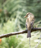 Willow Flycatcher - Empidonax traillii