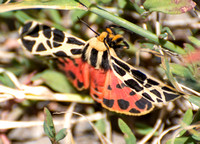 Mexican tiger moth - Notarctia proxima (female)