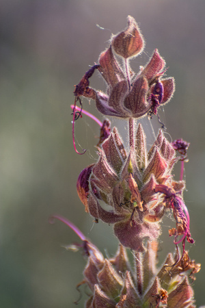 Hummingbird sage - Salvia spathacea
