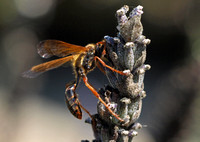 Grass carrying wasp - Isodontia elegans
