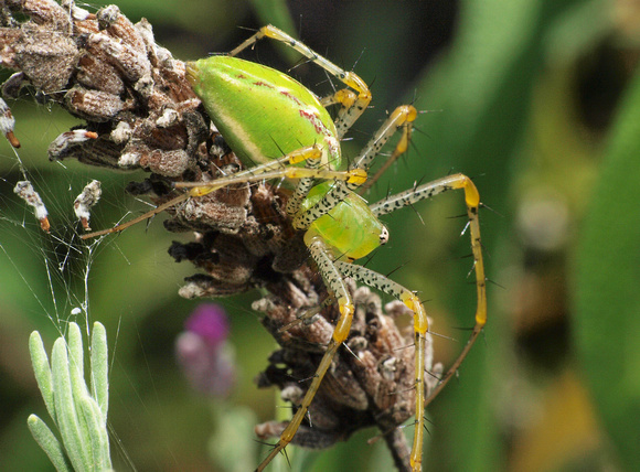 Green lynx spider - Peucetia viridans