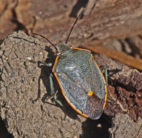 Conchuela bug - Chlorochroa ligata