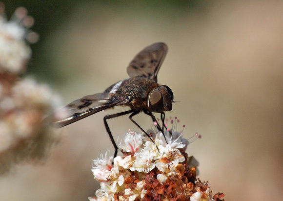 Bee fly 1 - Nyia gazophylax