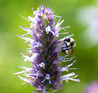 Bumble Bee -Bombus sp. on Hyssop - Agastache sp