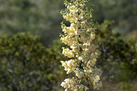 Chaparral Yucca - Hesperoyucca whipplei
