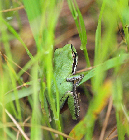 Baja California Treefrog - Pseudacris hypochondriaca