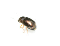 Bronze Leaf Beetle - Diachus auratus