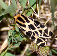 Mexican tiger moth - Notarctia proxima