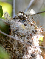 Bushtit - Psaltriparus minimus building a nest