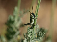 Gray bird grasshopper - Schistocerca nitens