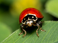 Blood-red lady beetle - Cycloneda sanguinea