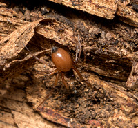 Spider - unidentified sp. (Linyphiidae)