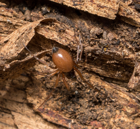 Spider - unidentified sp. (Linyphiidae)