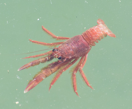 Pelagic Red Crab – Pleuroncodes planipes