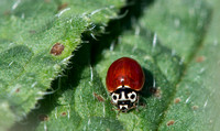 Western blood-red lady beetle - Cycloneda polita