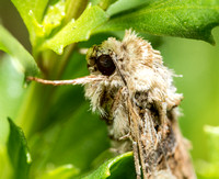 Armyworm moth - Spodoptera sp