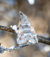 Geometrid moth - Perizoma epictata