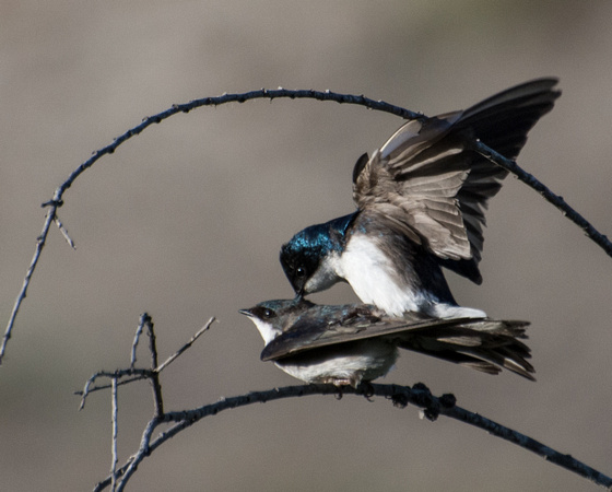 Tree Swallow - Tachycineta bicolor