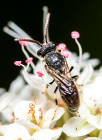 Masked bee - Hylaeus sp