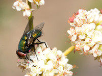 Greenbottle fly - Lucilia sericata