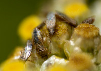 False chinch bug - Nysius sp.