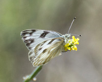 Checkered White - Pontia protodice ovipositing on mustard