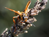 Grass carrying wasp - Isodontia elegans