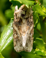 Armyworm moth - Spodoptera sp.