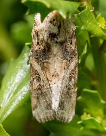 Armyworm moth - Spodoptera sp