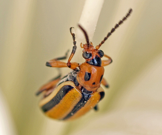Three-lined lema beetle - Lema sp.