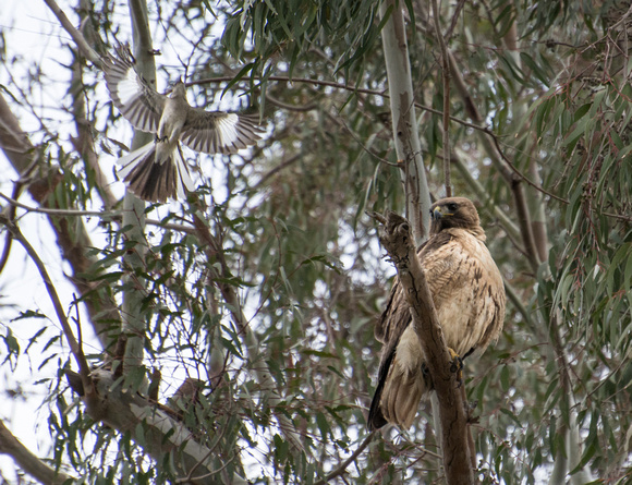 Red-tailed Hawk - Buteo jamaicensis harassed by a mockingbird