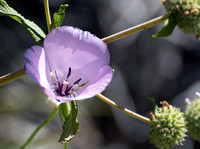 Splendid mariposa Lily - Calochortus splendens