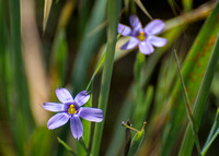 Blue-eyed Grass - Sisyrinchium bellum