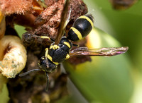 Mason wasp 4 - Parancistrocerus declivatus