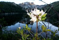 Western azalea - Rhododendron occidentale