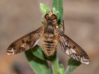 Bee fly 3 - Poecilanthrax arethusa