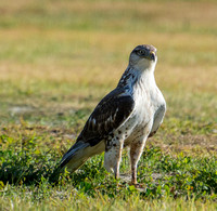 Ferruginous Hawk - Buteo regalis (juvenile)