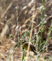 Lesser Goldfinch - Carduelis psaltria, Tocalote (Maltese Star Thistle) - Centaurea melitensis