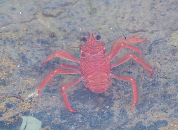 Pelagic Red Crab – Pleuroncodes planipes