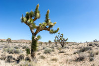 Joshua tree - Yucca brevifolia
