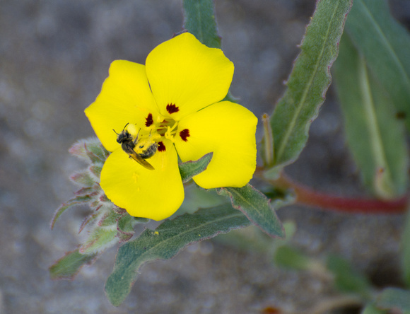 California Sun Cup - Camissoniopsis bistorta