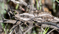 Dragon lubber - Dracotettix monstrosus (mating)