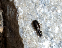 Carabid beetle - Microlestes sp.