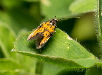 Silver-banded moth - Chrysoesthia lingulacella