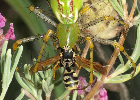 Green lynx spider - Peucetia viridans eating European paper wasp - Polistes dominula