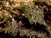 Red Algae - Centroceras clavulatum