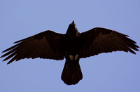 Common Raven - Corvus corax, San Pedro
