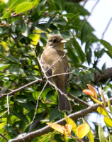 Willow Flycatcher - Empidonax traillii