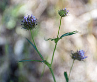 Tomcat Clover - Trifolium willdenovii